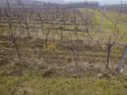 Podíl na pozemcích v k.ú. Žeravice u Kyjova a k.ú. Syrovín, okr. Hodonín — fotka 2