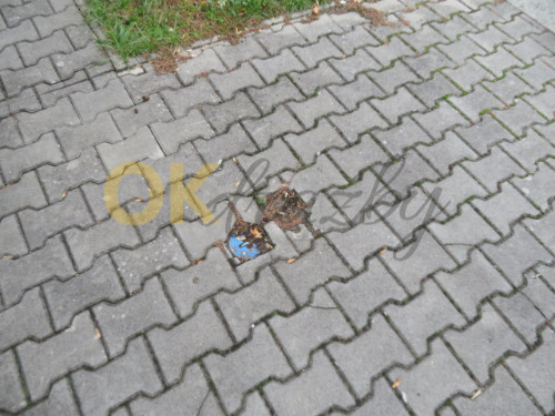 Pozemek v obci Dašice — fotka 4