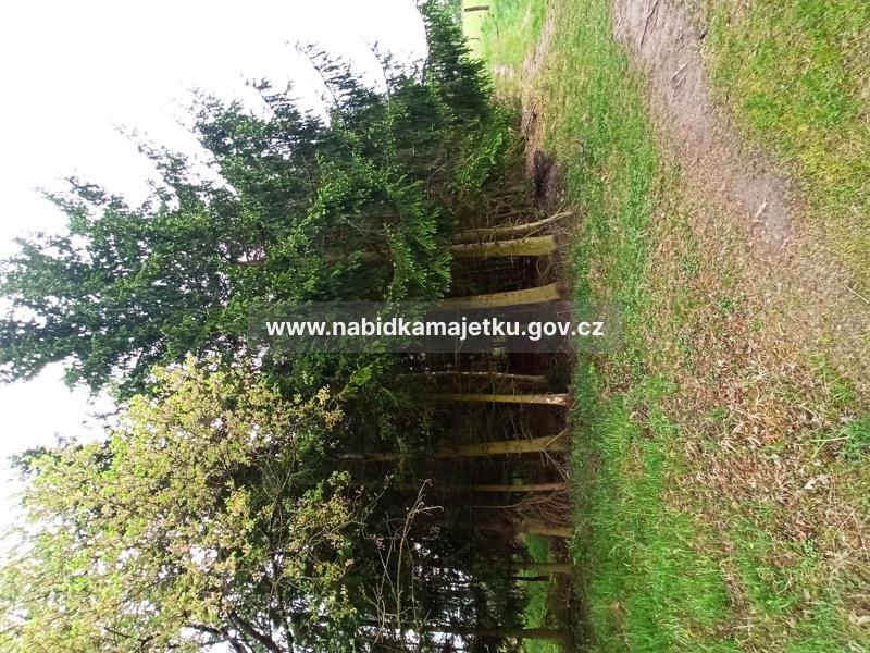 Krásné Údolí u Černošína - pozemky parc.č. 77/6, 343, lesní pozemky, PUPFL -  (kopie 1-16.02.2026 08:48) — fotka 5
